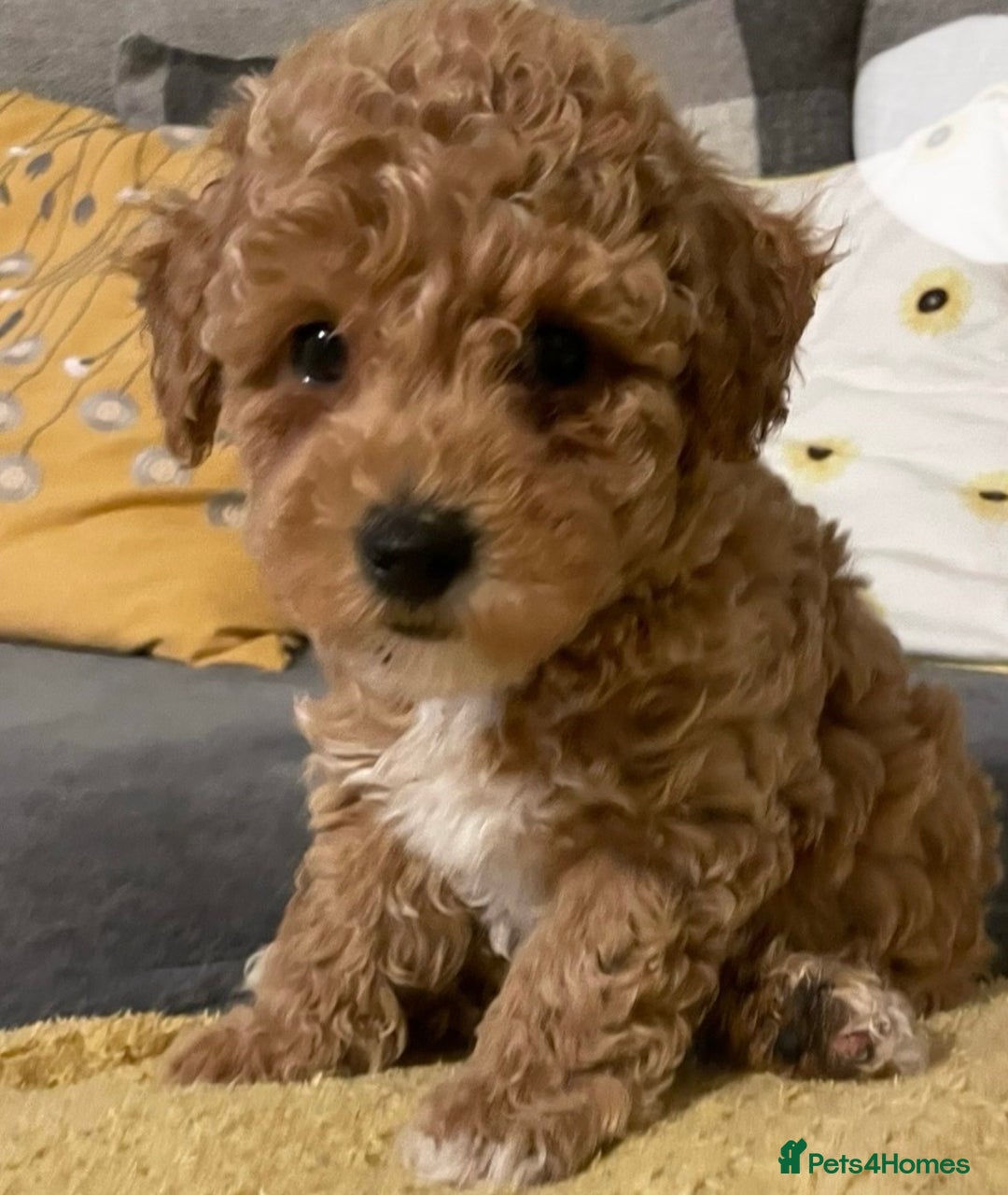 Toy Poodle dogs for sale: Toy poodles arriving soon  - Image 12