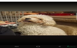 Maltipoo dogs for sale: Minnies maltipoos  - Image 4