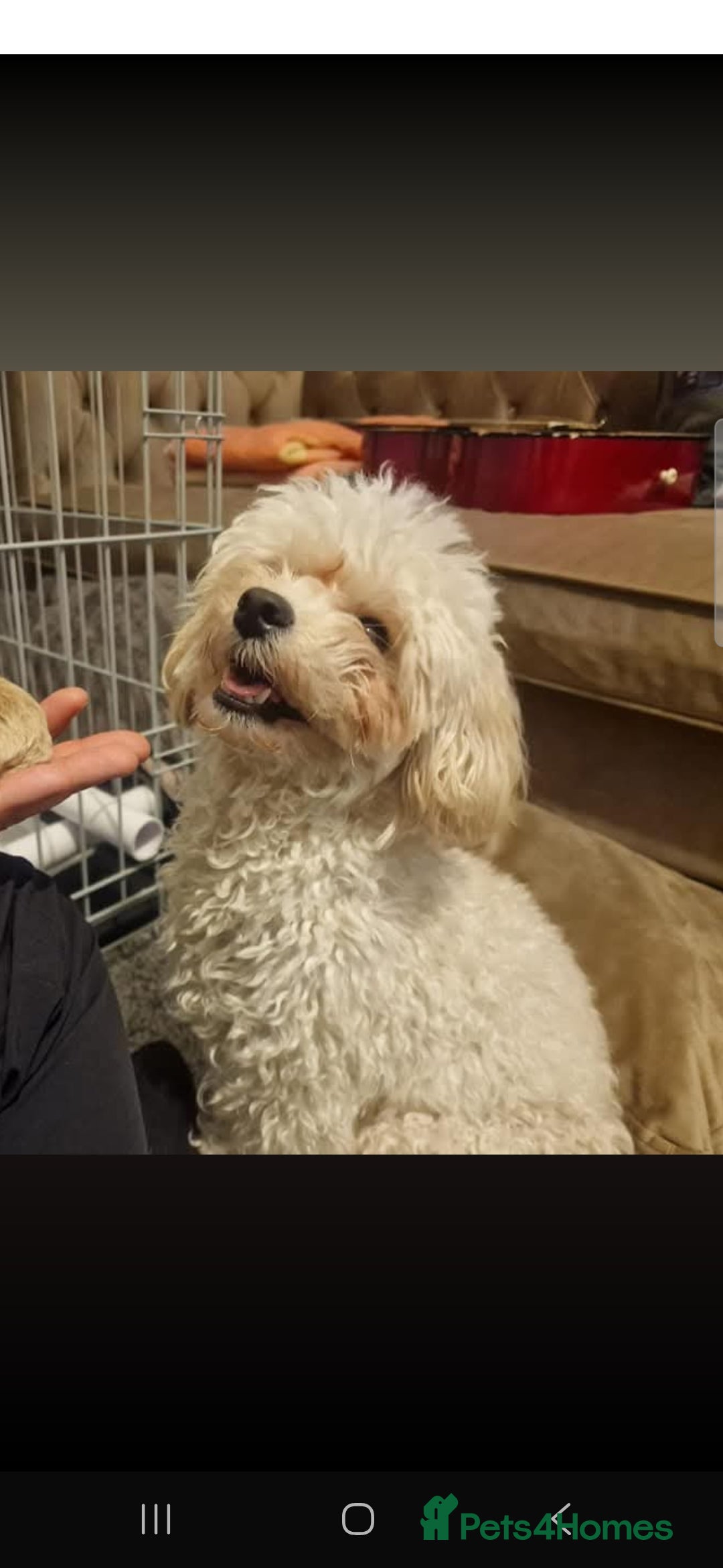Maltipoo dogs for sale: Minnies maltipoos  - Image 4