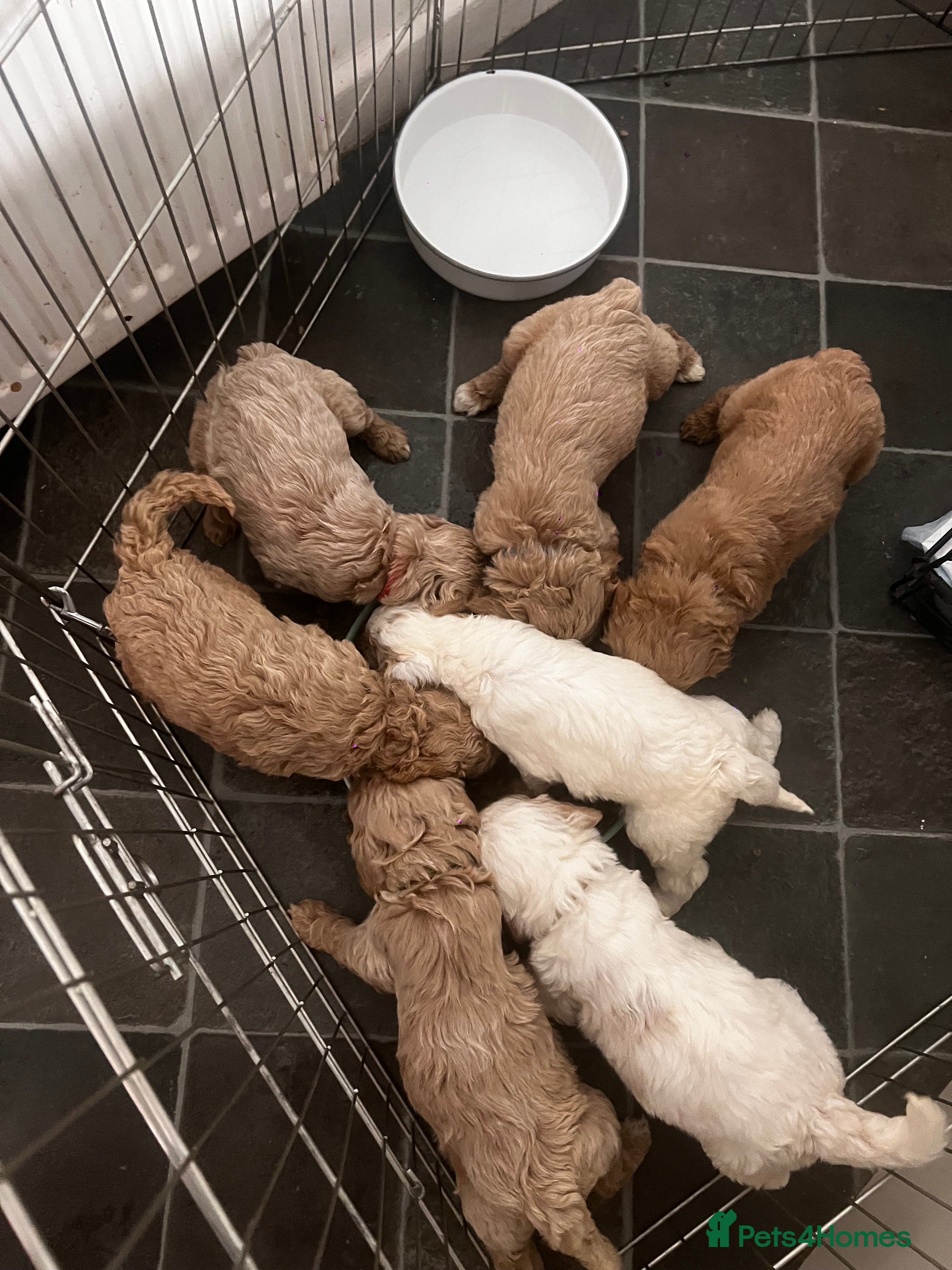 Mixed Breed dogs Exceptional Australian labradoodle /Double Doodles - Advert 1