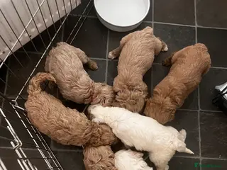 Mixed Breed dogs Exceptional Australian labradoodle /Double Doodles - Advert 1