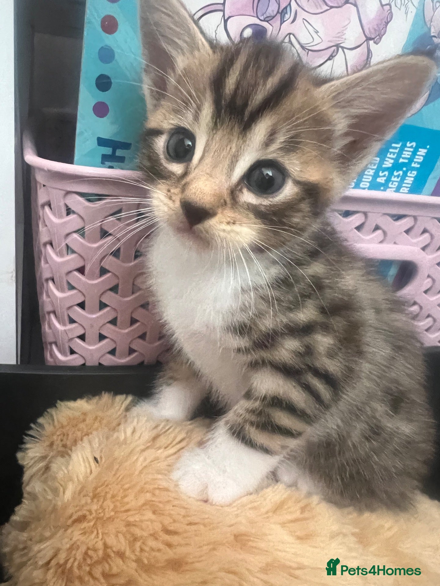 Mixed Breed cats Beautiful Half Bengal Kittens.  - Advert 15