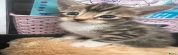 Mixed Breed cats for sale: Beautiful Half Bengal Kittens.  in Hailsham - Advert 4