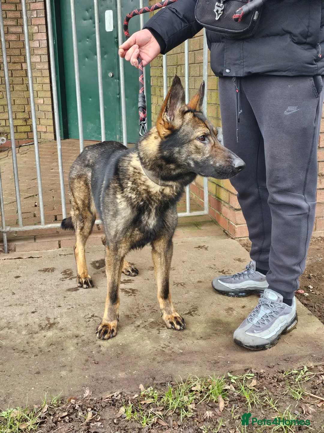 German Shepherd dogs for sale: Female sable German shepherd  - Advert 2