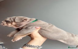 English Bulldog dogs for sale: English Bulldog Puppies  - Image 17