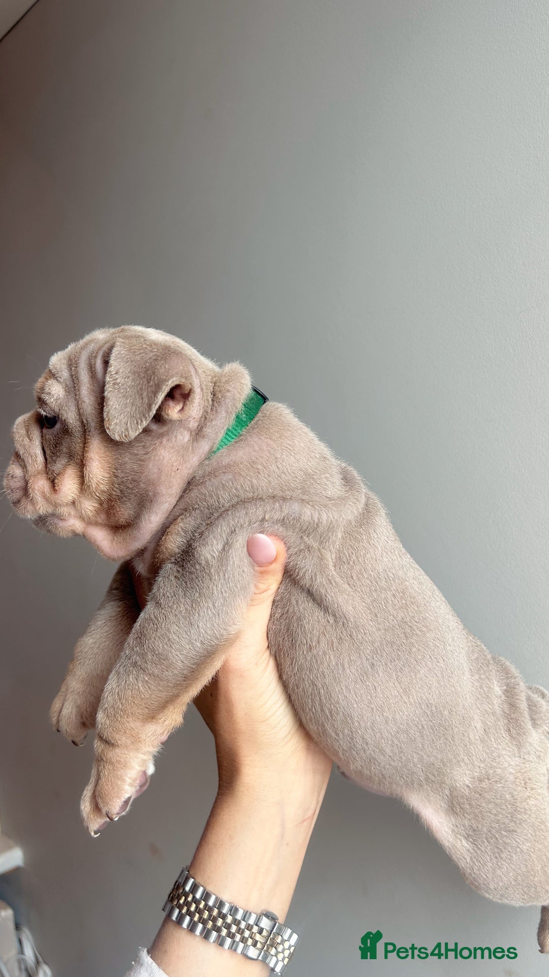 English Bulldog dogs for sale: English Bulldog Puppies  - Image 17