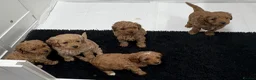 Cavapoo dogs for sale: TOY CAVAPOO GIRL. Health tested and training begun - Advert 20