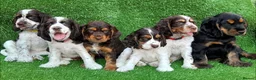 Cocker Spaniel dogs for stud: Show cocker spaniel proven stud - Advert 10