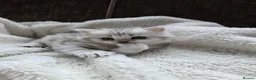 British Longhair cats for sale: Most Beautiful British Longhair Kittens - Advert 6