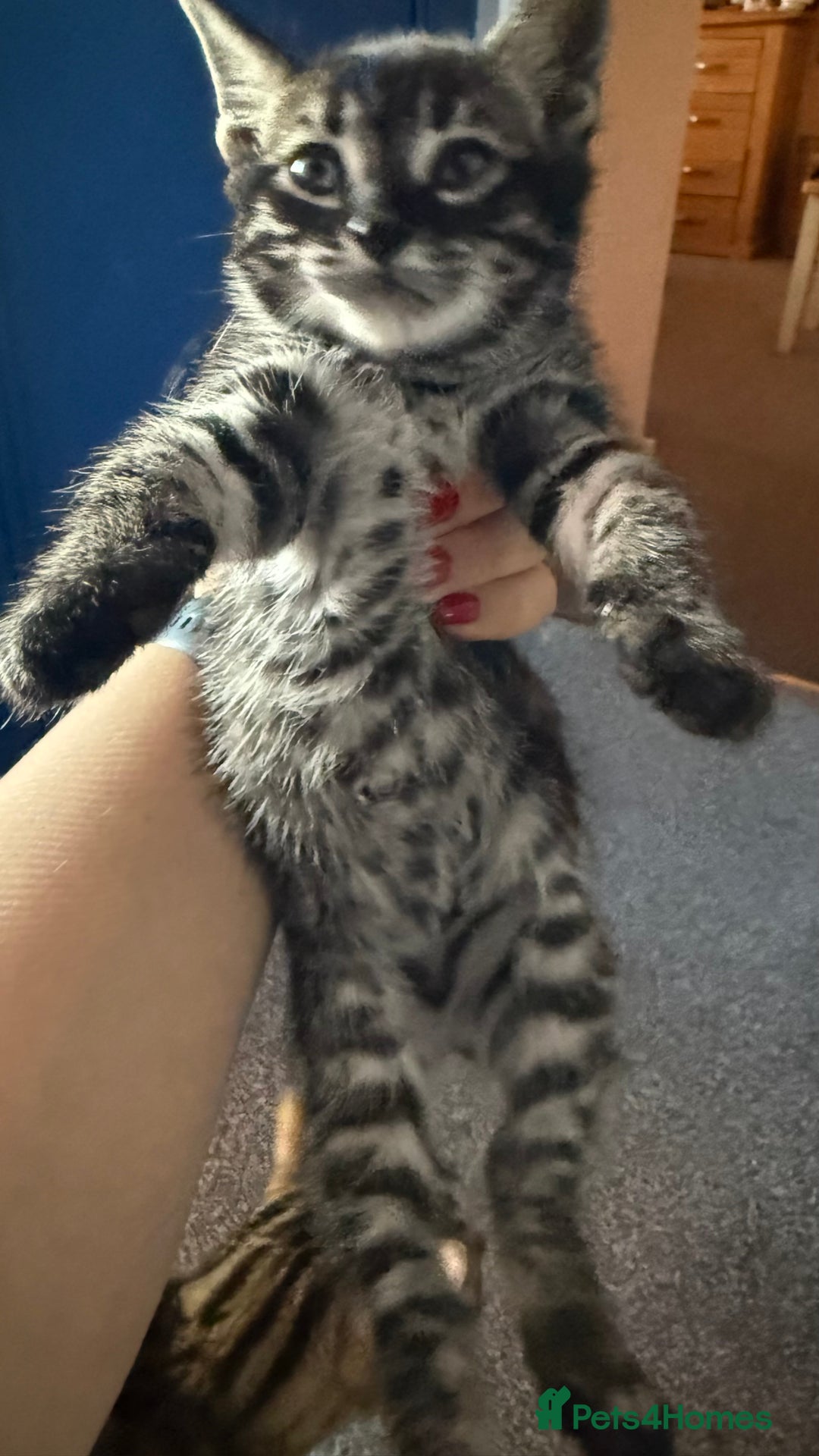 Mixed Breed cats for sale: Mixed bengal kittens - Advert 6