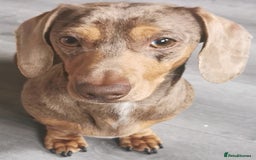 Miniature Dachshund dogs for stud: Miniature chocolate dapple mink dachshund stud dog - Image 13