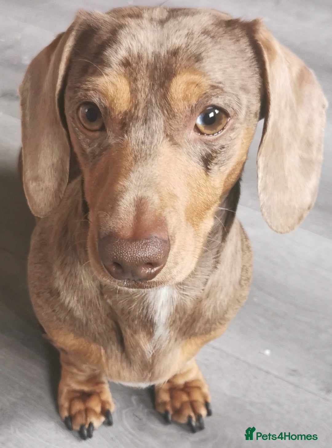 Miniature Dachshund dogs for stud: Miniature chocolate dapple mink dachshund stud dog - Image 13