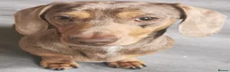 Miniature Dachshund dogs for stud: Miniature chocolate dapple mink dachshund stud dog - Advert 15