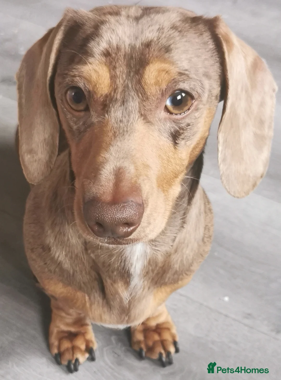 Miniature Dachshund dogs for stud: Miniature chocolate dapple mink dachshund stud dog - Advert 15