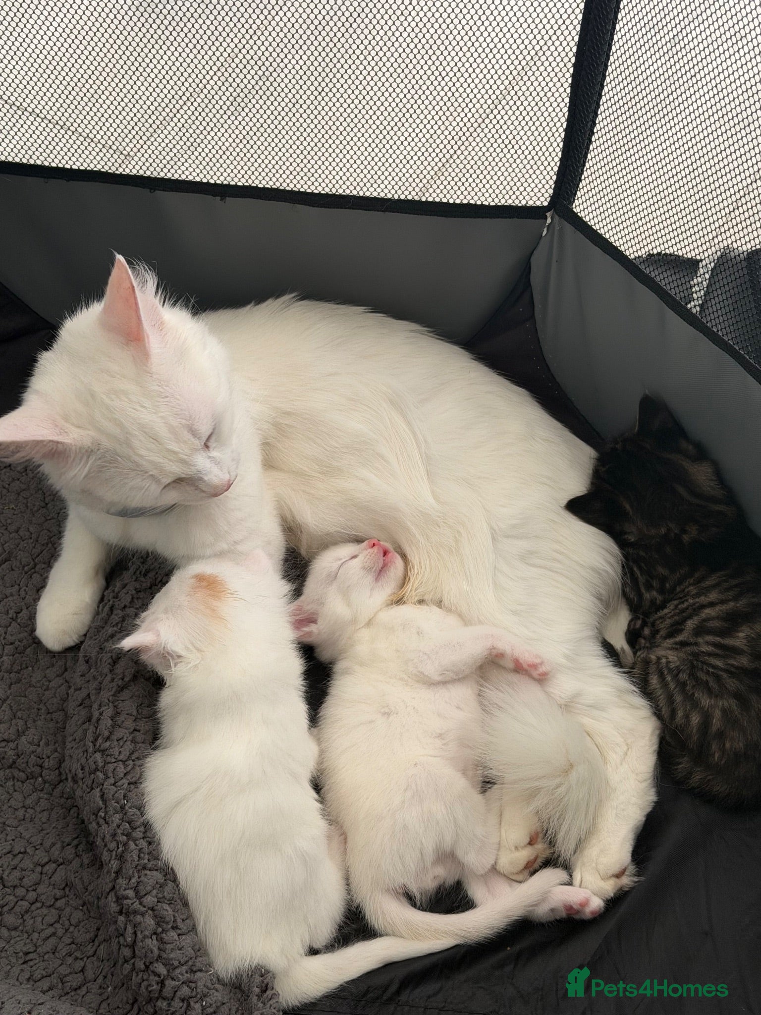 Turkish Angora cats Cute Turkish Angora x British Shorthair Kitten - Advert 2
