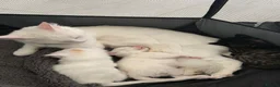 Turkish Angora cats for sale: Cute Turkish Angora x British Shorthair Kitten - Advert 1