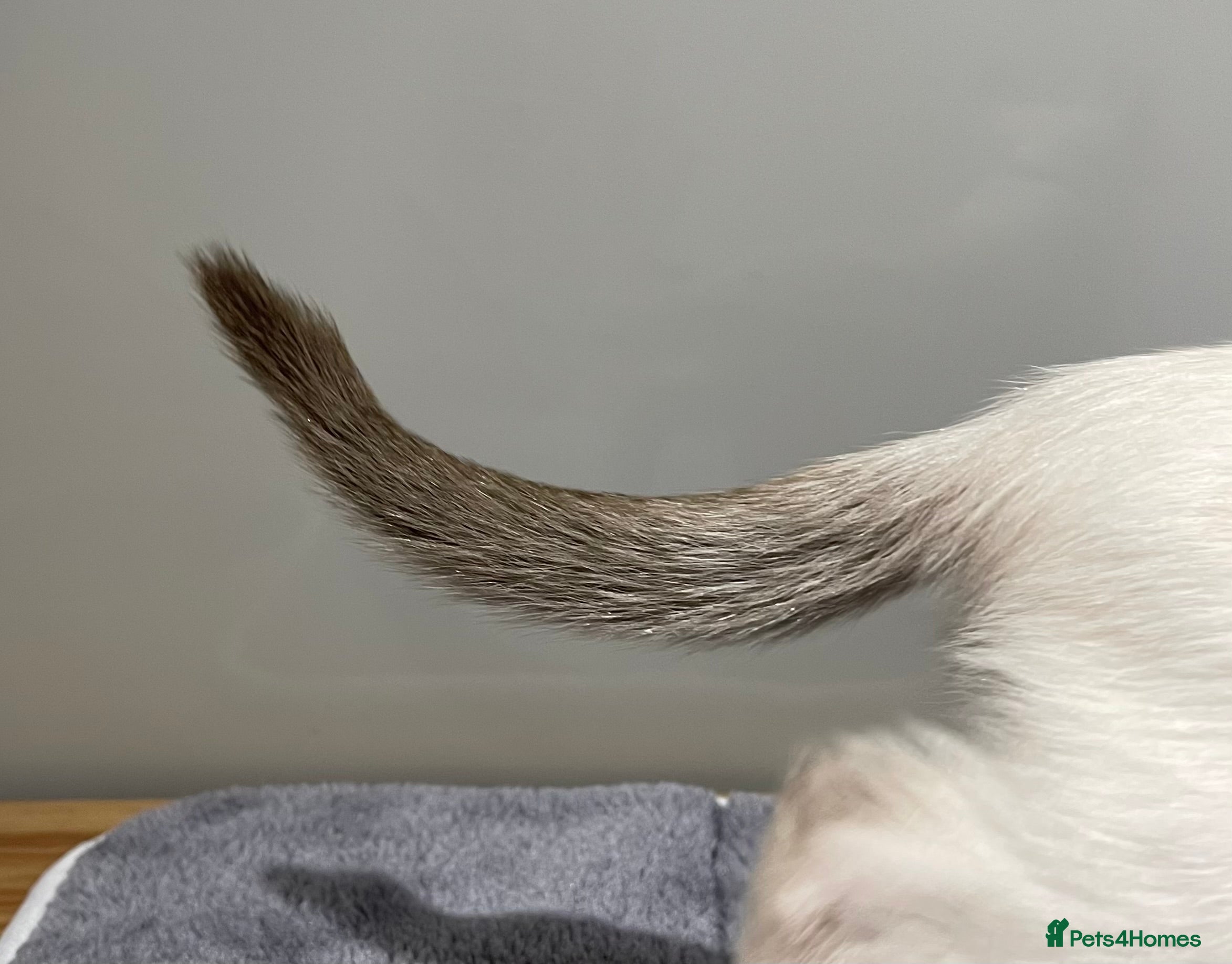 Siamese cats GCCF Registered Traditional Siamese Kittens.  - Advert 2