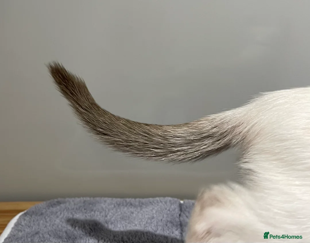 Siamese cats for sale: GCCF Registered Traditional Siamese Kittens.  - Advert 2