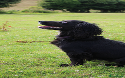 Cockapoo dogs for sale: Adorable Toy Cockapoos-Health Tested - Image 10