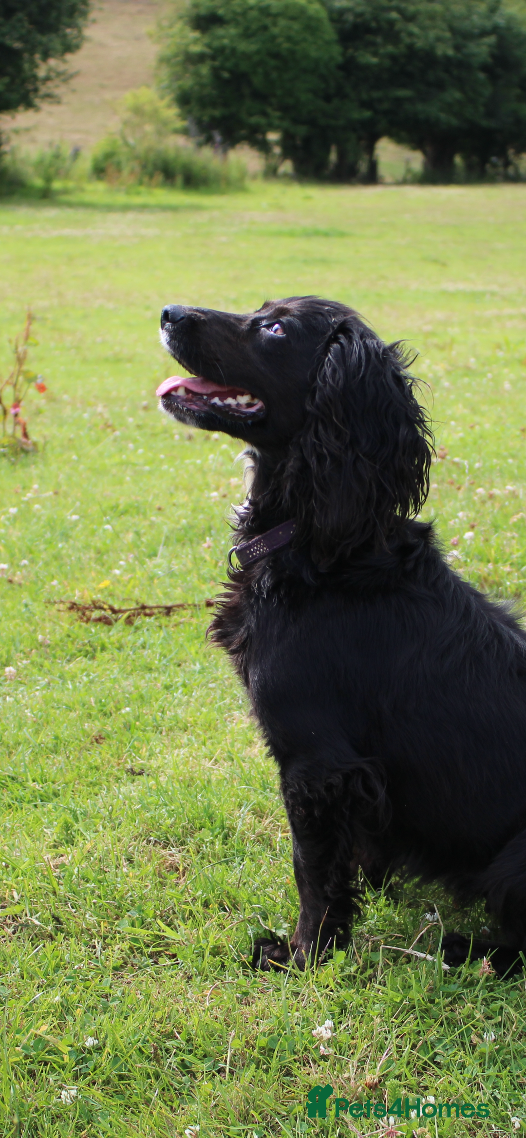 Cockapoo dogs for sale: Adorable Toy Cockapoos-Health Tested - Image 10