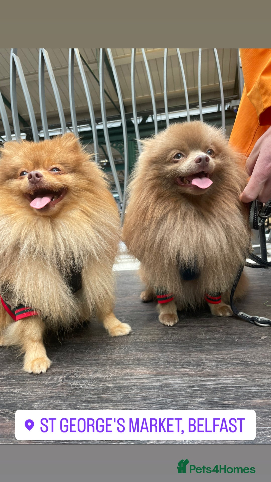 Pomeranian dogs for stud: Cobee (PROVEN)  ( STUD ONLY ) (PRODUCING MERLES)   in Liverpool - Advert 25