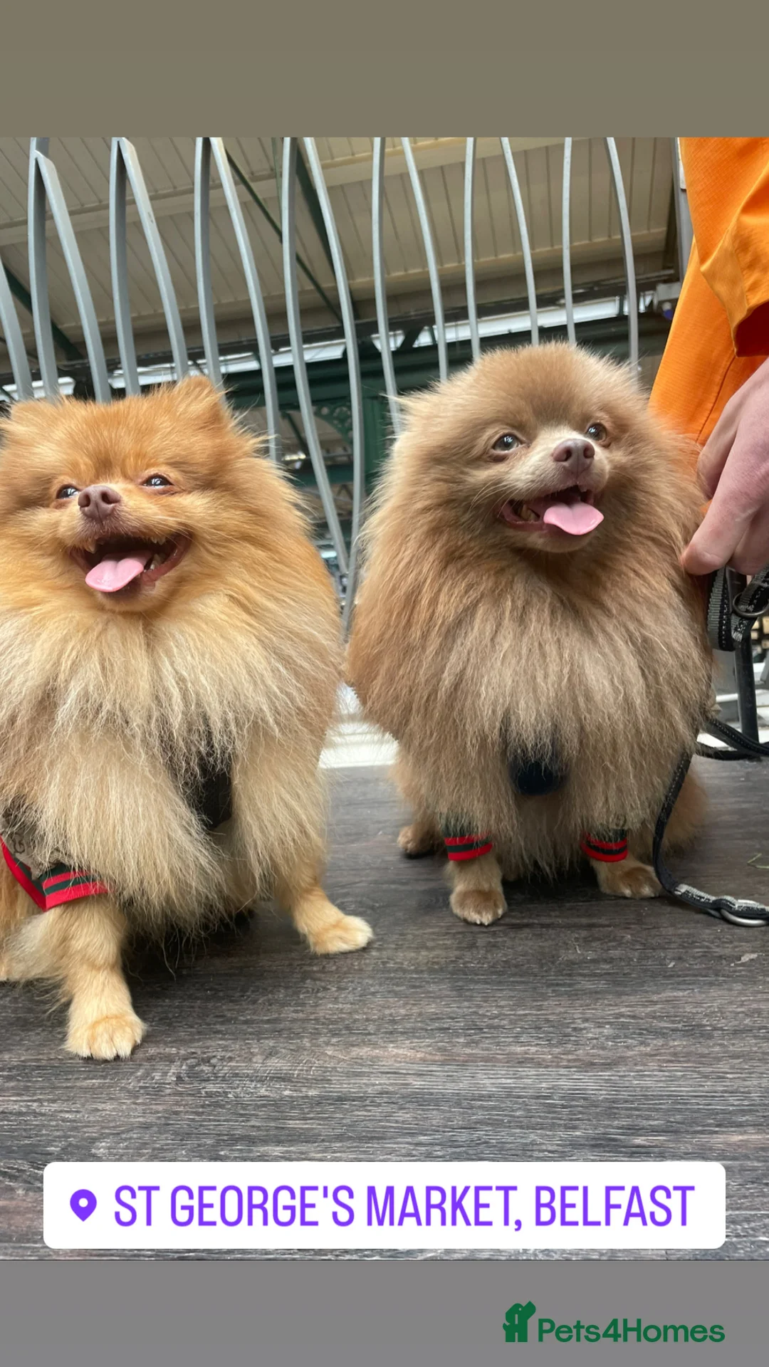 Pomeranian dogs for stud: Cobee (PROVEN)  ( STUD ONLY ) (PRODUCING MERLES)   in Liverpool - Advert 25