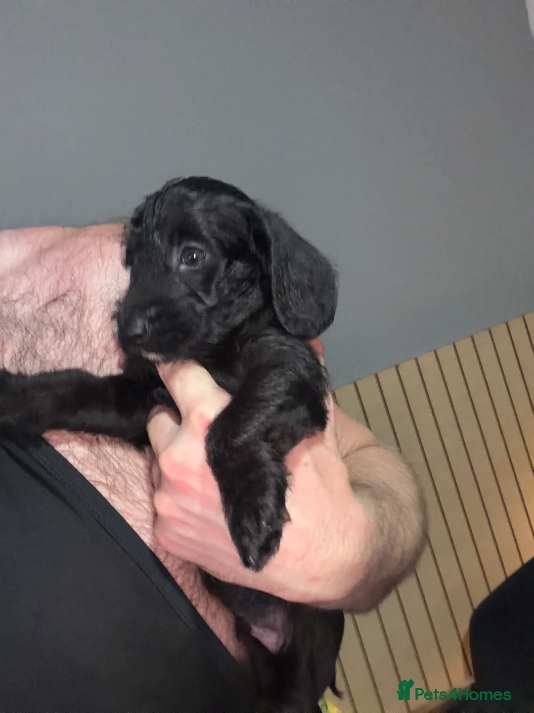 Doxiepoo dogs for sale: Doxiepoo in Wallasey - Advert 2