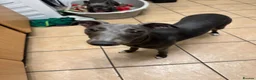 Whippet dogs for sale: Beau 6 months male grey whippet  in Stoke-on-Trent - Advert 4