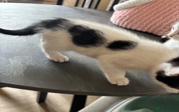 Mixed Breed cats for sale: Kittens - Image 7