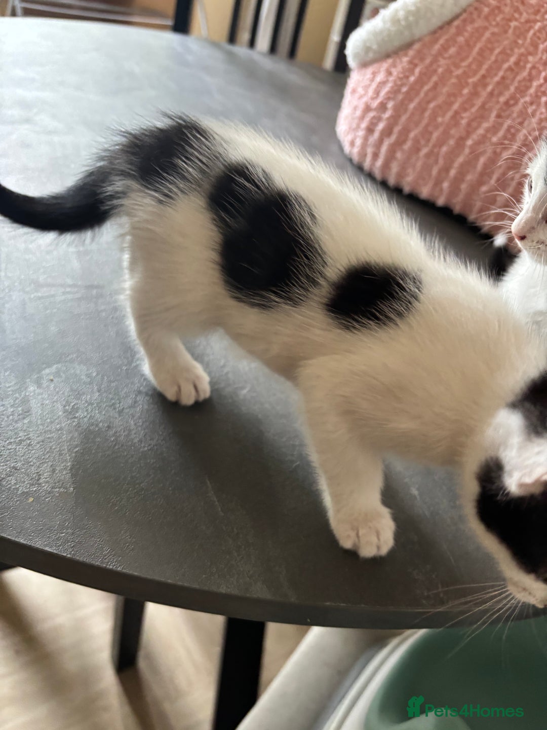 Mixed Breed cats for sale: Kittens - Image 7