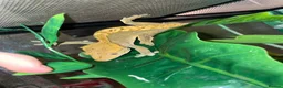 Gecko reptiles for sale: Pascal the Crested Gecko in Trowbridge - Advert 17