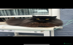 Persian cats for sale: Persian exotic cats - new homes needed - Image 3