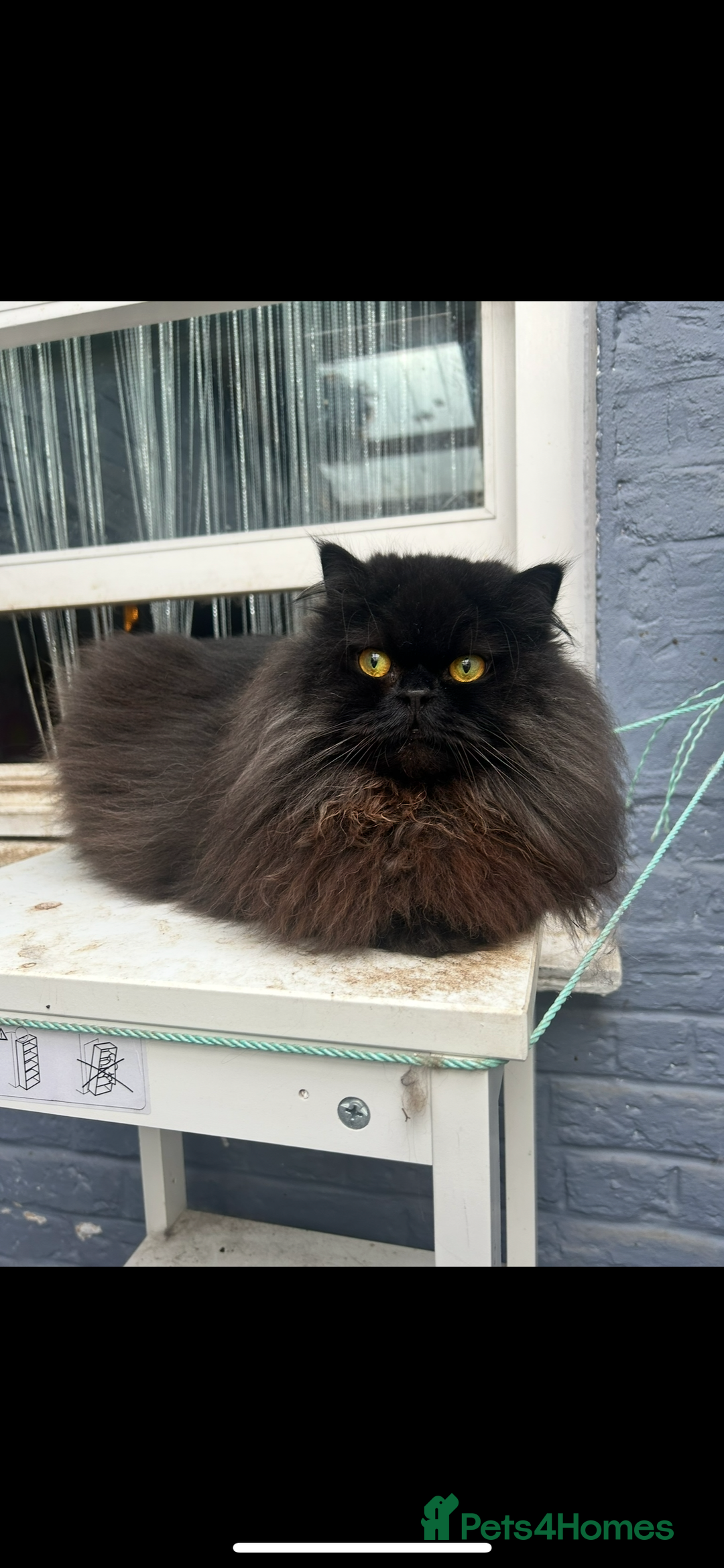 Persian cats for sale: Persian exotic cats - new homes needed - Image 3