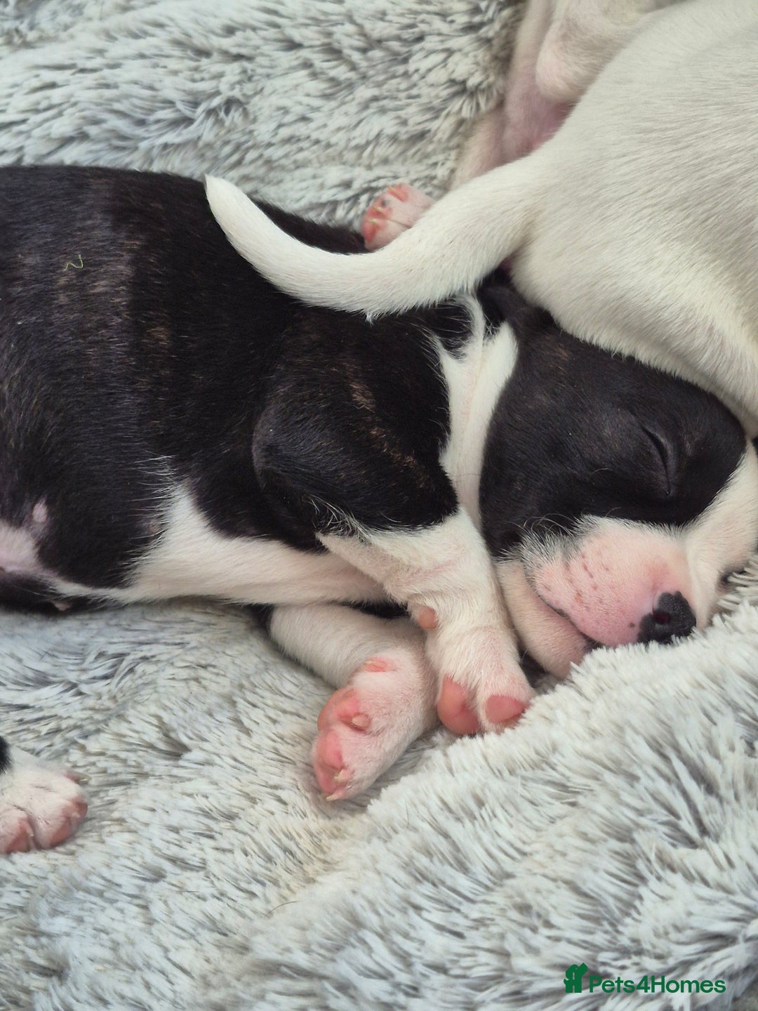 Staffordshire Bull Terrier dogs for sale: DNA HEALTH TESTED STAFFIE PUPPIES, BAER HEARING  - Advert 29