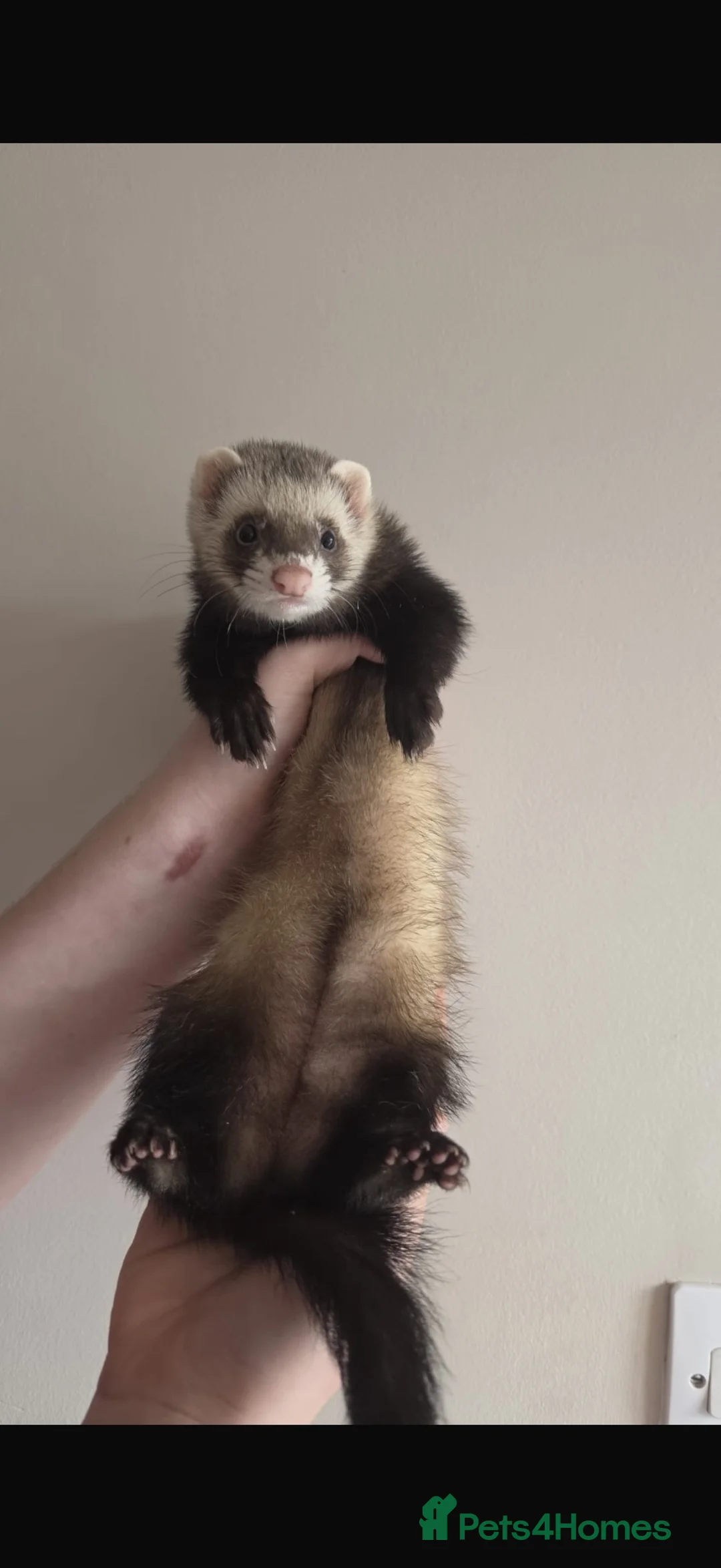 Ferret rodents for sale: Standard Gill ferret  - Advert 1