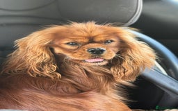 Cavalier King Charles Spaniel dogs for sale: Stunning KC Reg Cavaliers ✨ Fully Health Tested ✨ - Image 4