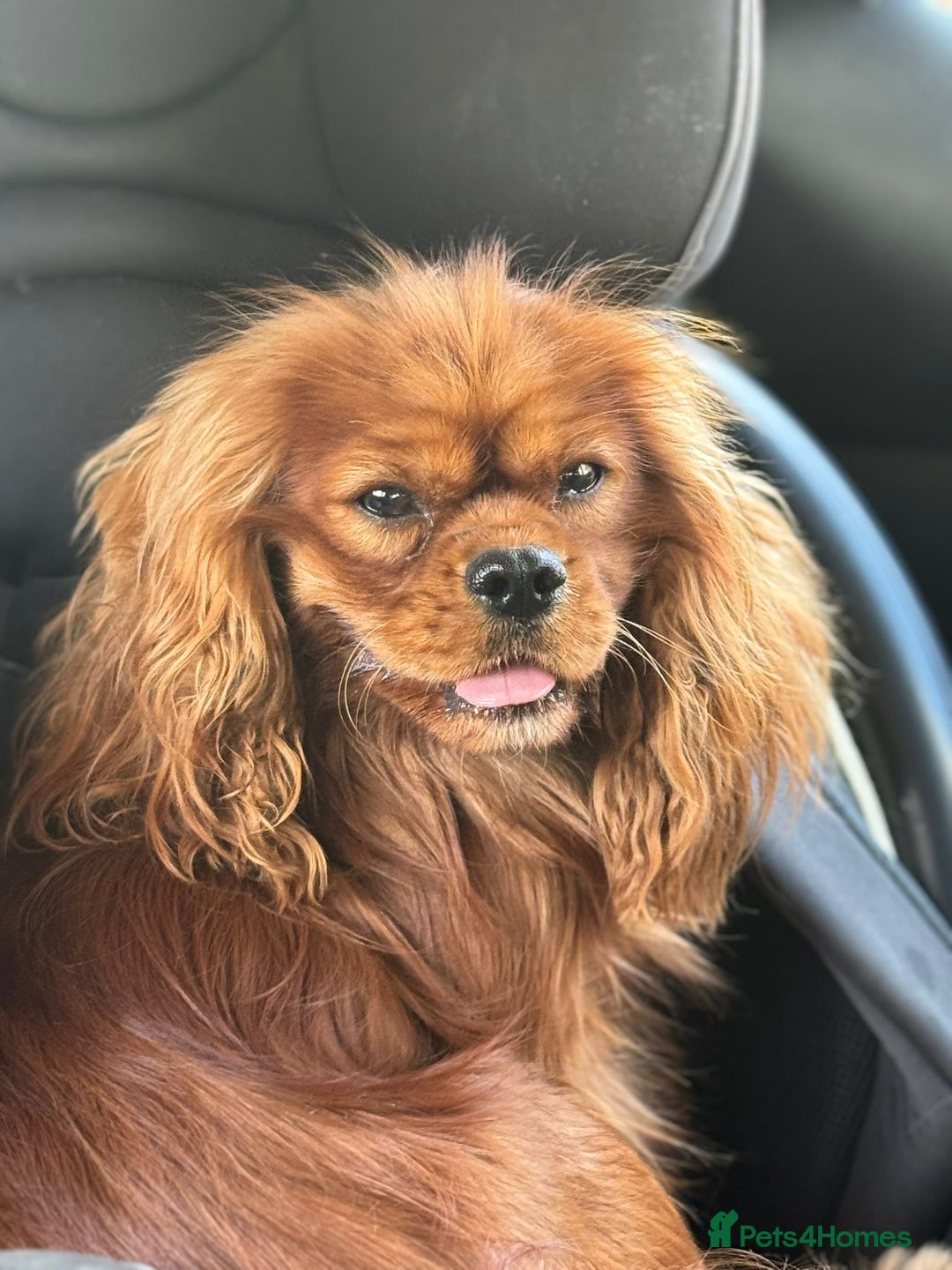 Cavalier King Charles Spaniel dogs for sale: Stunning KC Reg Cavaliers ✨ Fully Health Tested ✨ - Image 4