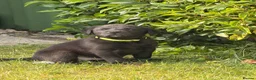 Labrador Retriever dogs for sale: Fantastic pedigree, two black boys available! in Alton - Advert 8