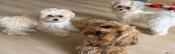 Maltipoo dogs for sale: Toy Size maltipoo boys in London - Advert 15