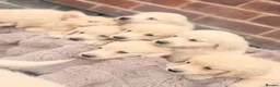 Golden Retriever dogs for sale: 🐾 Gorgeous Golden Retriever Puppies Ready Now 🐾 - Advert 4