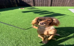 Mixed Breed dogs for sale: Molly 18 Month Old Cocker SpanielxGolden Retriever - Image 9