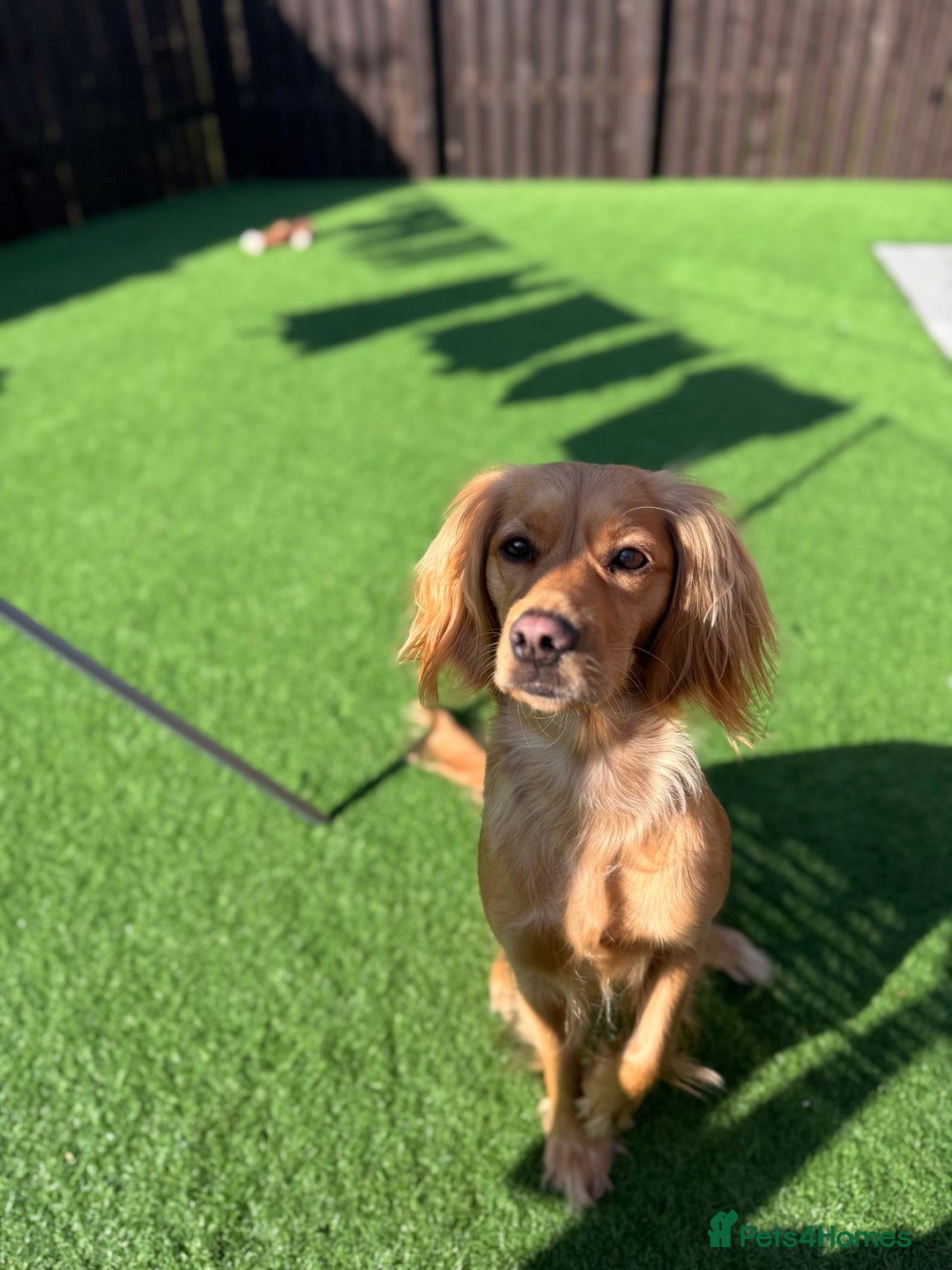 Mixed Breed dogs for sale: Molly 18 Month Old Cocker SpanielxGolden Retriever - Image 9