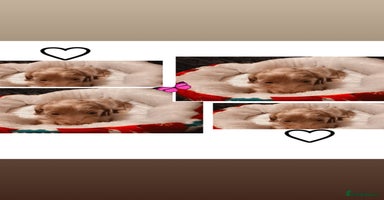 Miniature Dachshund dogs - Advert 2