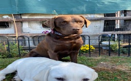 Labrador Retriever dogs for stud: Health Tested KC Registered Chocolate Labrador  in Wisbech - Image 20
