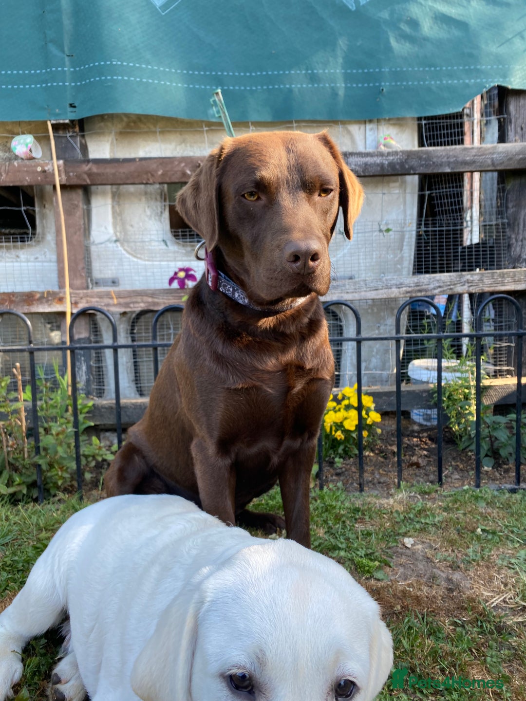 Labrador Retriever dogs for stud: Health Tested KC Registered Chocolate Labrador  in Wisbech - Image 20