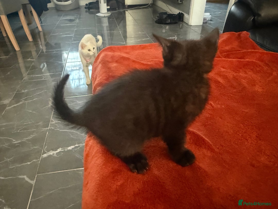 Turkish Angora cats for sale: Playful Kittens - Each ready for a loving home - Image 10