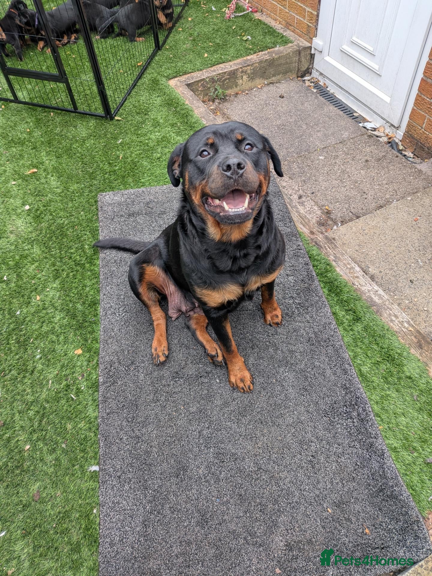 Rottweiler dogs KC Reg Male Rottie pup - Advert 2