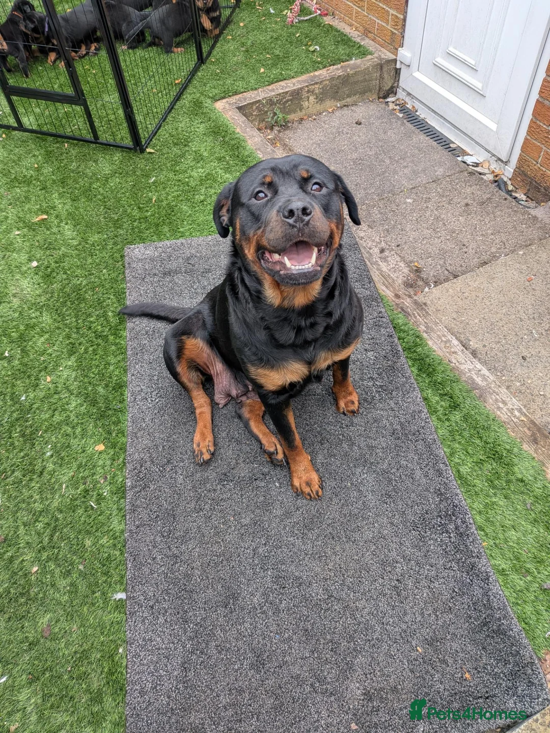 Rottweiler dogs for sale: KC Reg Male Rottie pup - Advert 2