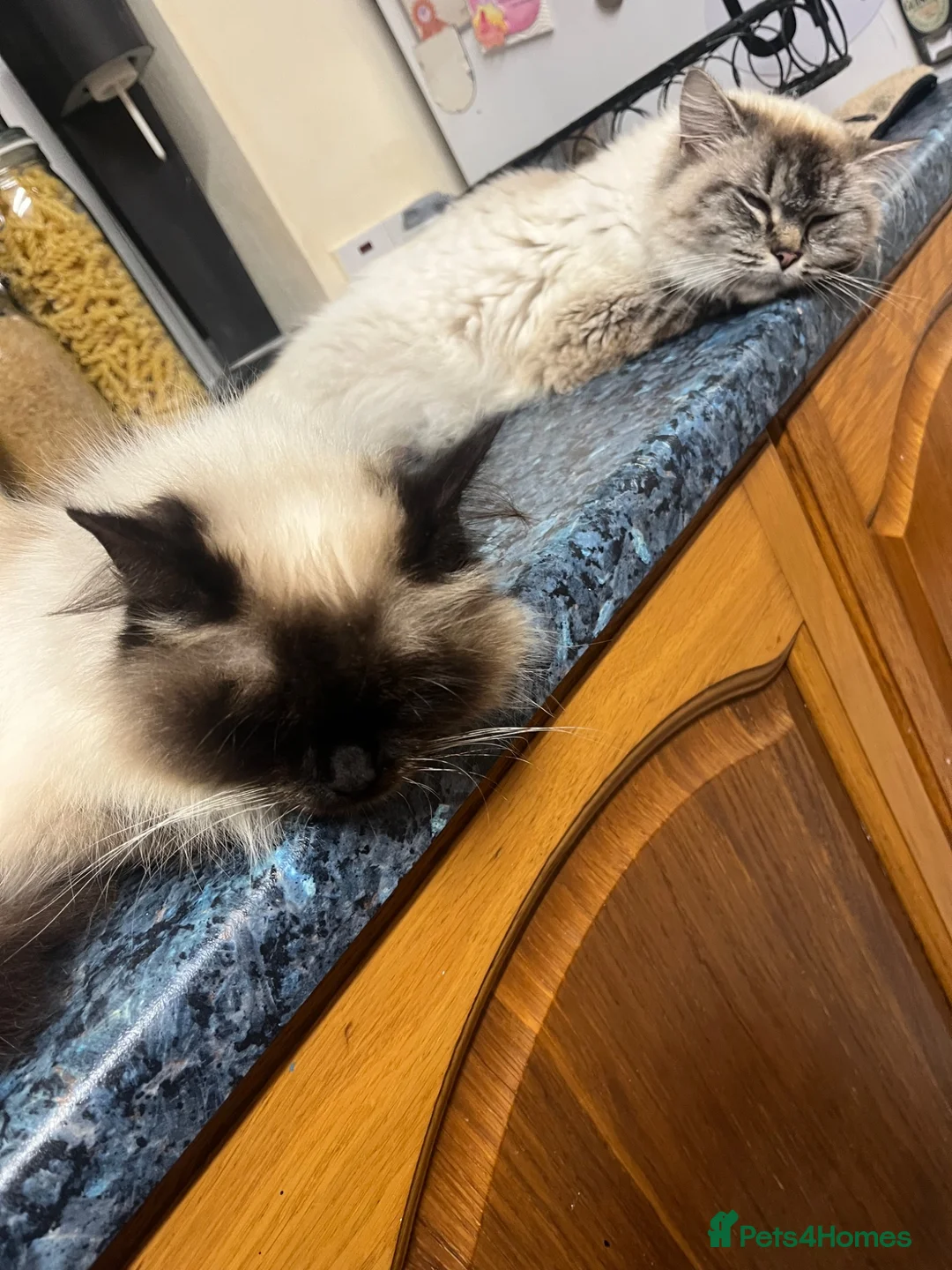 Ragdoll cats for sale: Ragdoll / mix  in Truro - Advert 1