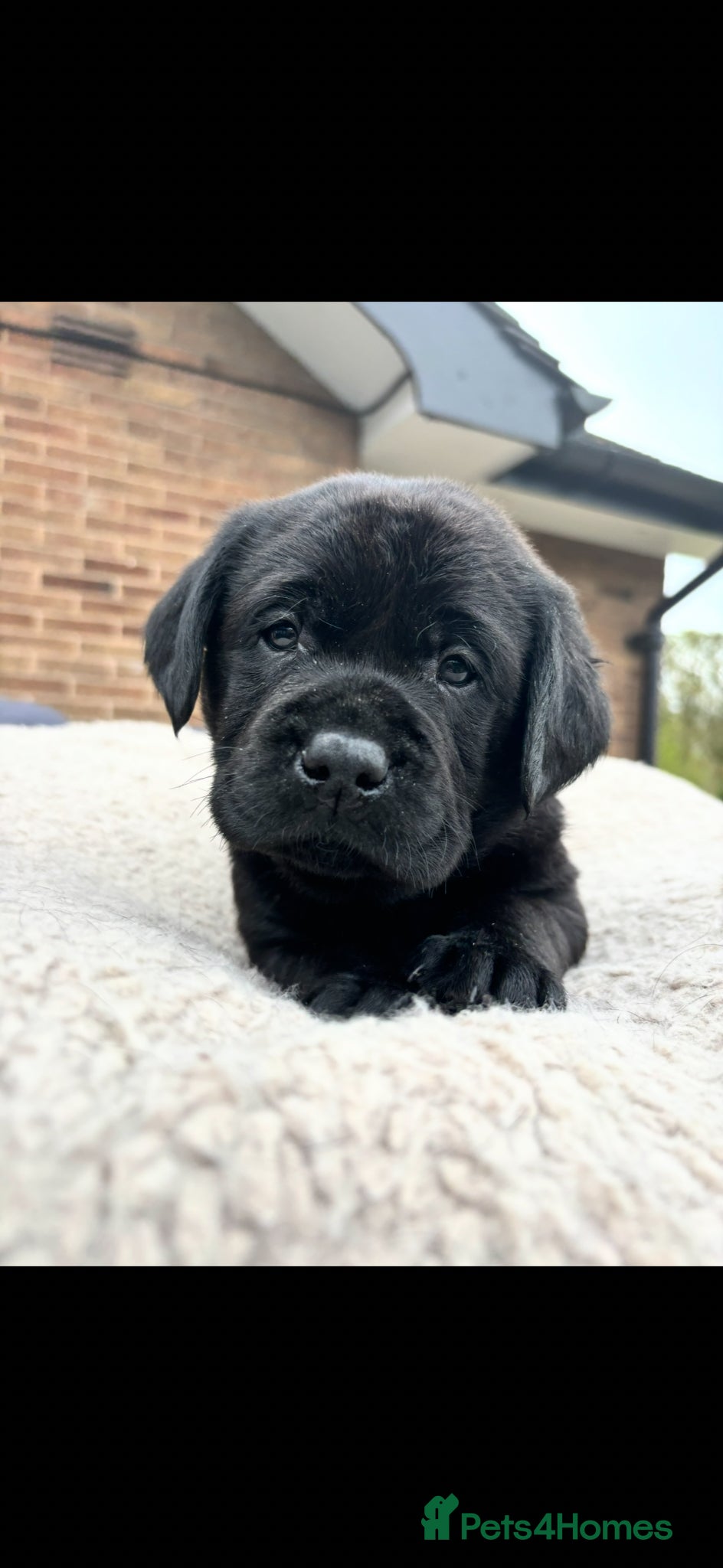 Labrador Retriever dogs True Show Line Chunky Labrador Puppies  - Advert 18